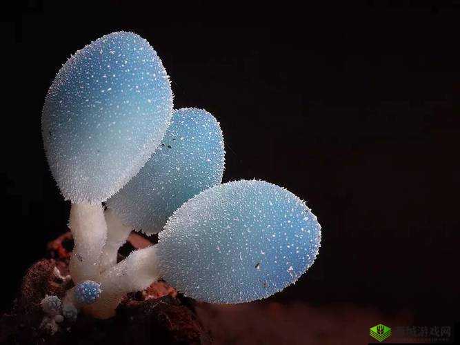 黑色的很粗很大的蘑菇头：探秘其独特形态与生长环境