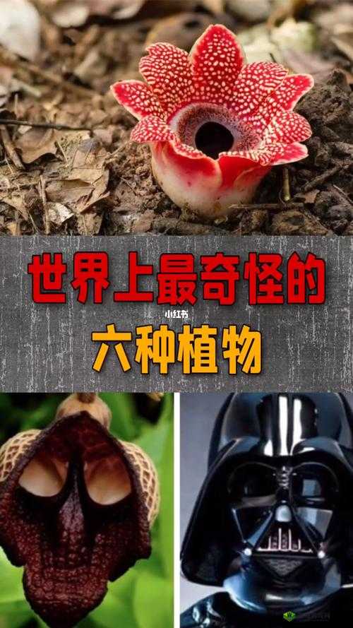 绿巨人忘忧草丝瓜秋葵黄:各类奇特植物的奇妙世界